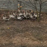 غاز محلی باقیمت مناسب|حیوانات مزرعه|پارس‌آباد, |دیوار