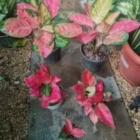 انواع گیاهان آپارتمانی سایه دوست و مقاوم