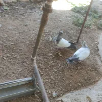 کبوتر زوردار|پرنده|اسلامآباد غرب, |دیوار