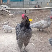 تخم مرغ گلین طوسی اصیل|حیوانات مزرعه|رضوانشهر, |دیوار