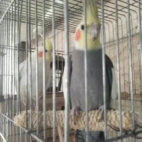 جفت عروس هلندی