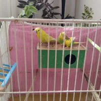 مرغ عشق|پرنده|مشهد, شهرک صنعتی مشهد|دیوار