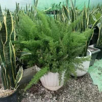 فروش گل بازار