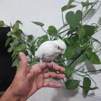 عروس هلندی آلبینو عروس هلندی لوتینو|پرنده|حمیدیا, |دیوار