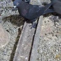 کفتر قره|پرنده|تبریز, |دیوار