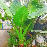 فروش پالم و بابا آدم|گل و گیاه طبیعی|رامسر, |دیوار