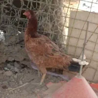 ماکیانلاری|حیوانات مزرعه|سراوان, |دیوار