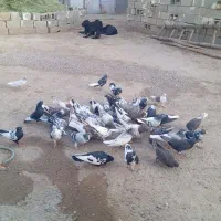 دسته کفتری بی عیب خوب همه رنگ همه مدل|پرنده|شیراز, ارم|دیوار