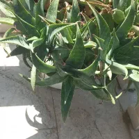 فروش گل آلوورا|گل و گیاه طبیعی|ماسال, |دیوار