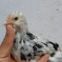 قناری بل