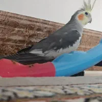 عروس هلندی نر