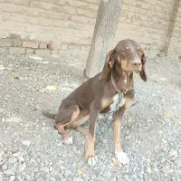 واگذاری یک جفت سگ پوینترشکاری|سگ|صفادشت, |دیوار