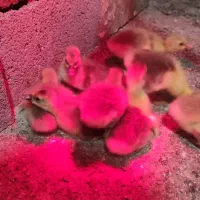 جوجه غاز|حیوانات مزرعه|بهشهر, |دیوار