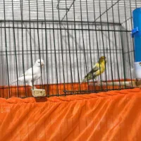 قناری نر و ماده|پرنده|تهران, شادآباد|دیوار