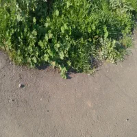 کاه پرس کلزا و جو