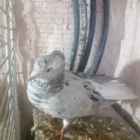 دم سفید|پرنده|سبزوار, اسلام آباد|دیوار