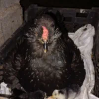 دو عدد مرغ گلین فروشی دونه ۵۰۰|حیوانات مزرعه|کهنوج, |دیوار