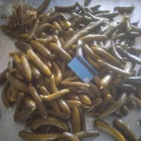 فروش خیارشور. کلی وجزعی.  همه رقم قیمت مناسب