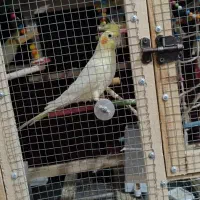 عروس هلندی|پرنده|مبارکه, |دیوار