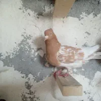 بهبونی وپلاکی