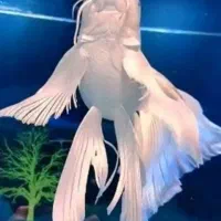 کوی پلاتینیوم شورت بادی