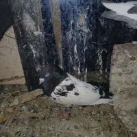 ۰۰۰۰۰|گربه|جبالبارز, |دیوار