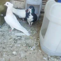 کبوتر شهری گم شده و دور بر خیابون ابلفظل|پرنده|فسا, |دیوار