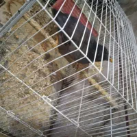 مرغ مینا|پرنده|نرماشیر, |دیوار