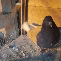 کفتر کبوتر ماده