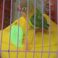 عروس هلندی و کوتوله برزیلی رام