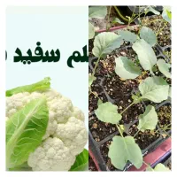 فروش نشا گل کلم سفید