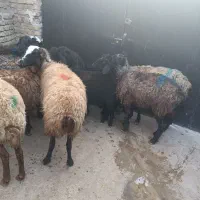 سبک وزن|حیوانات مزرعه|کرج, کوی امامیه|دیوار
