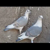کبوتر پشت کویتی کفتر گراف موقعیت باخرز|پرنده|تربت‌حیدریه, پایانه مسافربری تربت حیدریه|دیوار