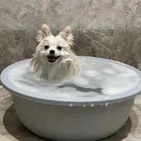 پامرین عروسکی اوکراینی