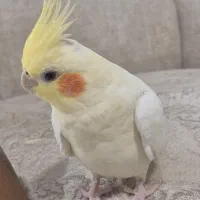 عروس هلندی|پرنده|تهران, باغ فیض|دیوار