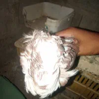 کفتر|پرنده|آسمینون, |دیوار