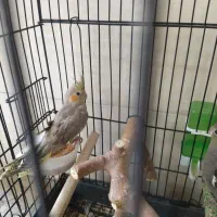 پرنده عروس هلندی|پرنده|ری, علایین|دیوار