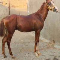 کره نریون جوان شجره دار|اسب و تجهیزات اسبسواری|قم, بوستان جوان|دیوار