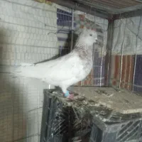 سینه وکله الماسی