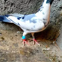 سوسکی زاغ سار پلنگ کرمونی دمسفیدشاخدارساده شیرازی|پرنده|تربتحیدریه, یحیی آباد|دیوار