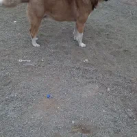 دوعددنرسرابی