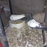 کبوتر سینه ای|پرنده|بابا حیدر, |دیوار