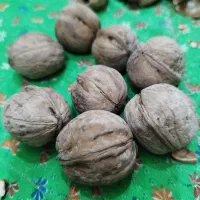 گردو یاسوج