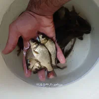 بچه ماهی کپور درشت