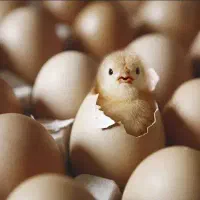 تبدیل تخم نطفه دار به جوجه