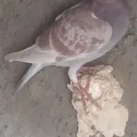 ۲ تا کبوتر خطی|پرنده|دشتابی, |دیوار