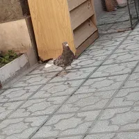 هفرنگ دم سفید نر