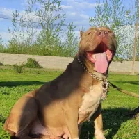 آمریکن بولی ماده سایز استاندارد|سگ|رشت, گلسار|دیوار