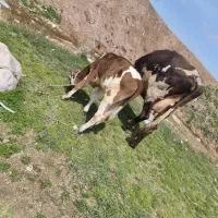 یک عدد گاو صحرایی با گوساله سیمنتال نر