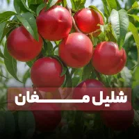 فروش ویژه نهال صنوبربادرامدمیلیاردی ارسال سریع